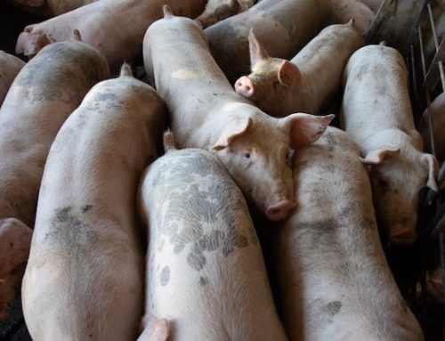 In Cina i prezzi della carne suina sono aumentati del 30%: rischio inflazione