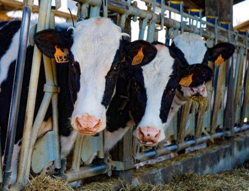 Zootecnia italiana: i numeri di Confagricoltura su aziende agricole e capi allevati