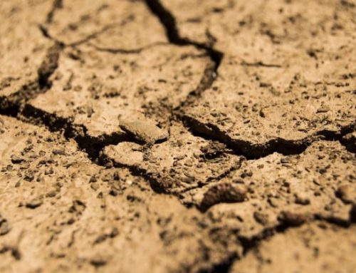 Emergenza siccità (2), Coldiretti: “Danni alle imprese per sei miliardi di euro”