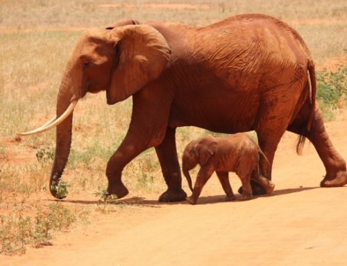 Elephant Gin Foundation, il progetto per la salvaguardia della fauna selvatica africana
