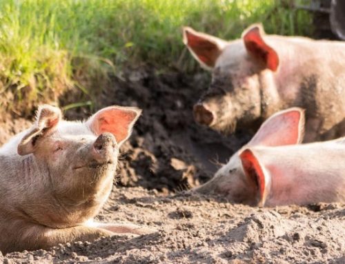 Cun suino vivo, altri 1,3 centesimi (2,225 euro/kg, +0,59%)