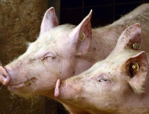 Cun suino vivo: il prezzo cresce ancora, ma sembra vicina la stabilità. Pesante Dop a 2,188 euro/kg (+0,6%)