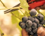 grappolo d'uva