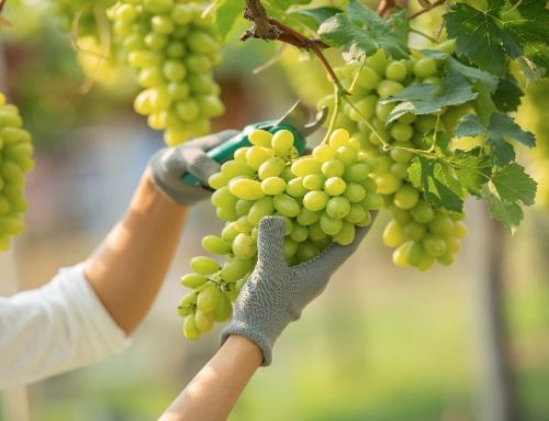 Vendemmia, al via la campagna 2022. In Sicilia raccolti i primi grappoli di Pinot Grigio e Moscato