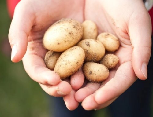 Il Cepa annuncia l’aumento dei prezzi di listino delle patate