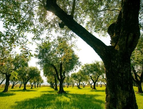 Salov avvia un partenariato con CNR-IPSP e Save the Olives per contrastare la Xylella