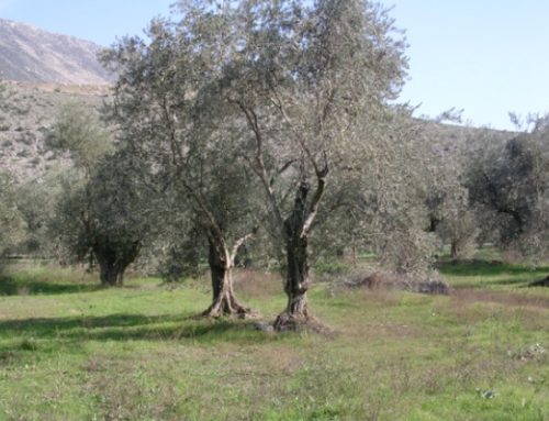 Crisi energetica e conflitto in Medio Oriente: l’allarme di Assitol per l’industria olearia