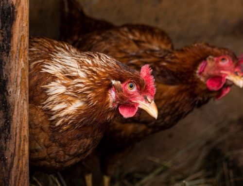 La Scozia si muove per vietare le gabbie modificate negli allevamenti di galline ovaiole