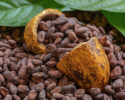cacao Costa d'Avorio