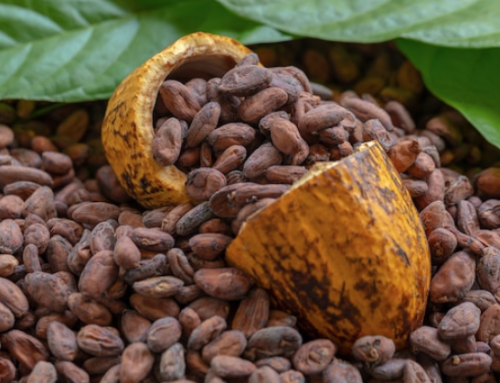 Fave di cacao: raccolto in ripresa in Costa d’Avorio grazie alle piogge superiori alla media stagionale