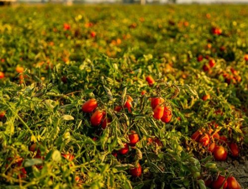 Consorzio Casalasco del Pomodoro: patrimonio netto a 90 milioni nel 2025. Soci +40% in tre anni