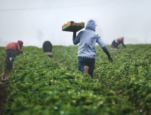 Caporalato: in Italia 230mila lavoratori irregolari sfruttati nei campi. Al Sud sono il 40% del totale