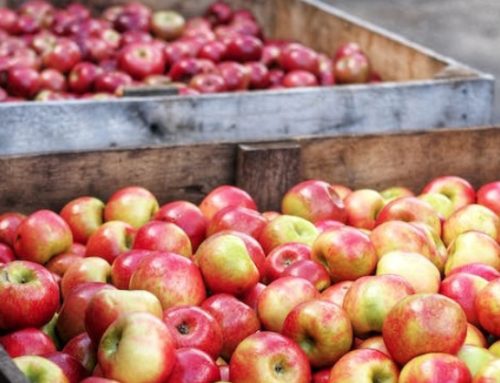 Produttori di frutta in protesta a Torino: “dobbiamo vendere 4 chili di mele per un caffè”