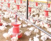 European Chicken Commitment