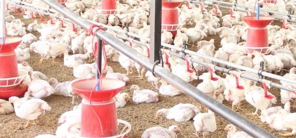 European Chicken Commitment