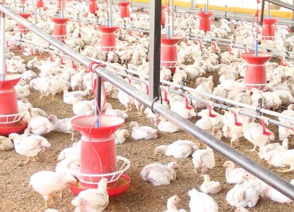 European Chicken Commitment