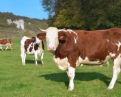 Crane bovina