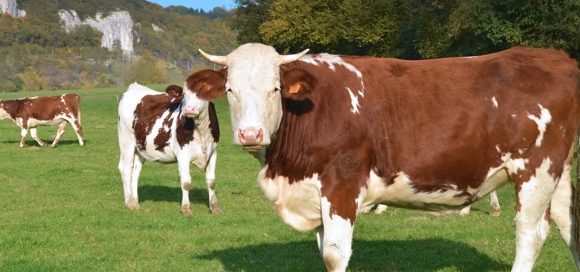 Crane bovina