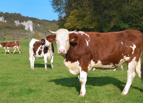 Crane bovina