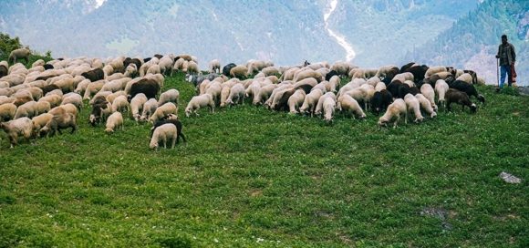 Carne di pecora
