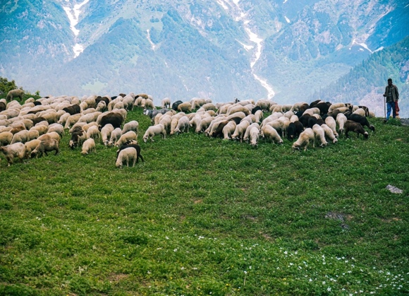 Carne di pecora