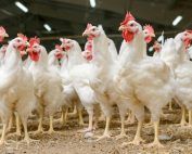 World Poultry Map