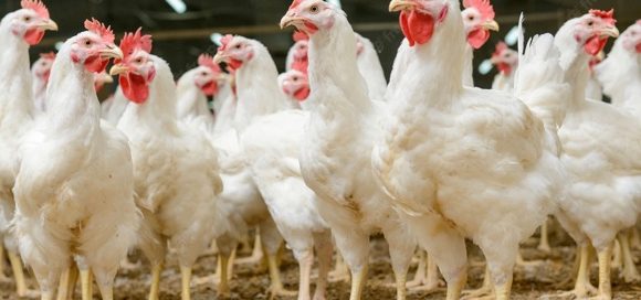 World Poultry Map