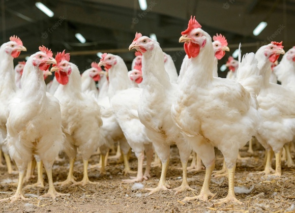 World Poultry Map