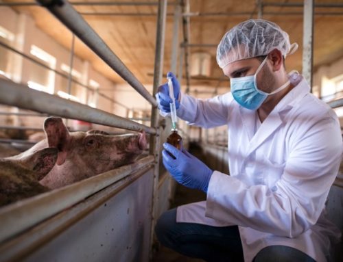 Ue: stop all’import di prodotti derivanti da animali trattati con antibiotici per la crescita