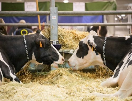 Fiere zootecniche internazionali di Cremona: il punto su latte vaccino e comparto ovicaprino