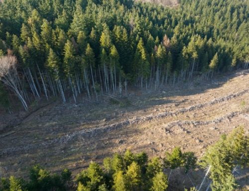 Legge Ue sulla deforestazione (Eudr): proposto rinvio al 2026 solo per le piccole imprese