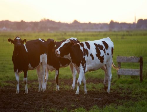 Sanità animale, aggiornato l’elenco nazionale delle malattie sotto sorveglianza