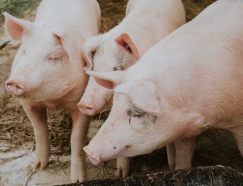 Cun suino vivo, rallenta il calo: -1,8 centesimi e 1,776 euro/kg