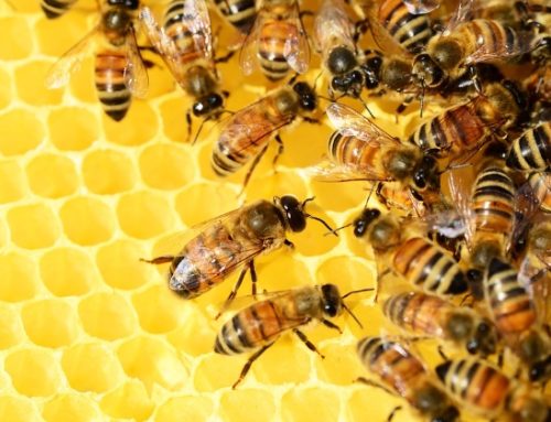 Agea eroga oltre 18 milioni di euro a sostegno della filiera apistica, della gestione del rischio e lo sviluppo rurale