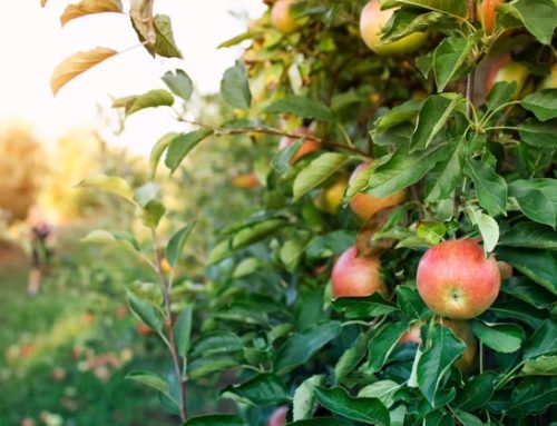 Abusivismo varietale in frutticoltura: in Italia, danno da 20 milioni di euro all’anno