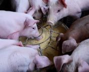 Eurostat (1): nel 2023 cala la produzione Ue di carne suina, ma cresce il pollame