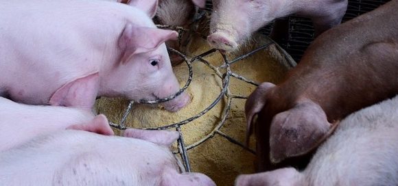 Eurostat (1): nel 2023 cala la produzione Ue di carne suina, ma cresce il pollame