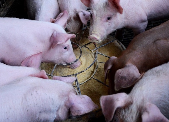 Eurostat (1): nel 2023 cala la produzione Ue di carne suina, ma cresce il pollame