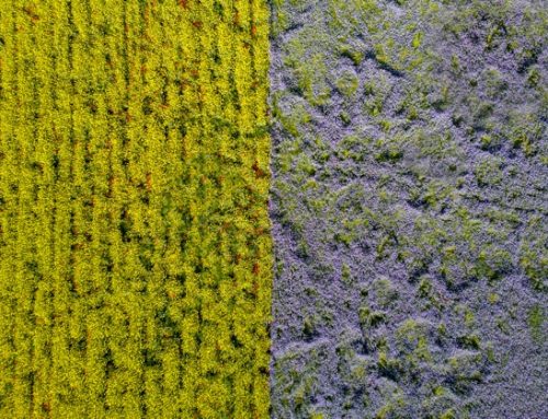 Barilla e Davines Group presentano ‘Bello e buono’, il piano triennale dedicato all’agricoltura rigenerativa