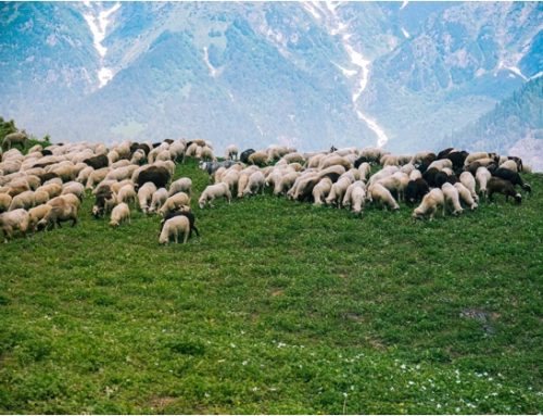 Carne dell’Est Europa macellata a Frosinone veniva venduta come ‘abbacchio romano Igp’
