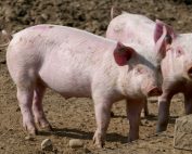 Uk: calano spesa (-0,6%) e volumi (-2,3%) della carne di suino