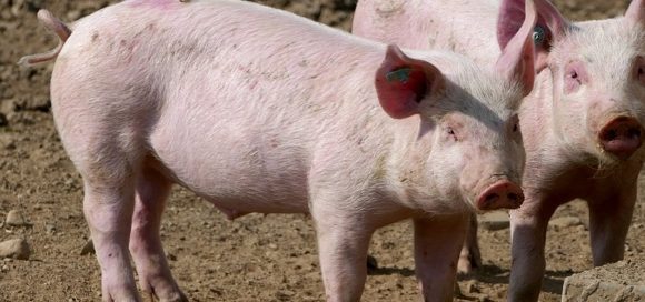 Uk: calano spesa (-0,6%) e volumi (-2,3%) della carne di suino