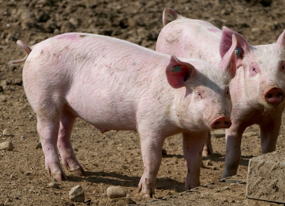 Uk: calano spesa (-0,6%) e volumi (-2,3%) della carne di suino