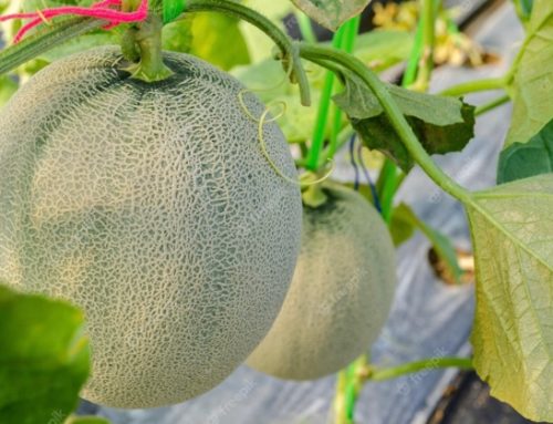 Meloni Cantalupo: prezzi all’origine troppo bassi e produttori esasperati. Interrogazione parlamentare