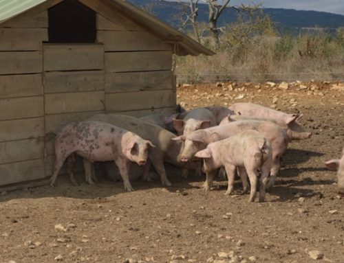 Cun suino vivo: ancora 3,9 centesimi di aumento e pesante Dop a 1,95 euro/kg (+10,5% dal 13 marzo)