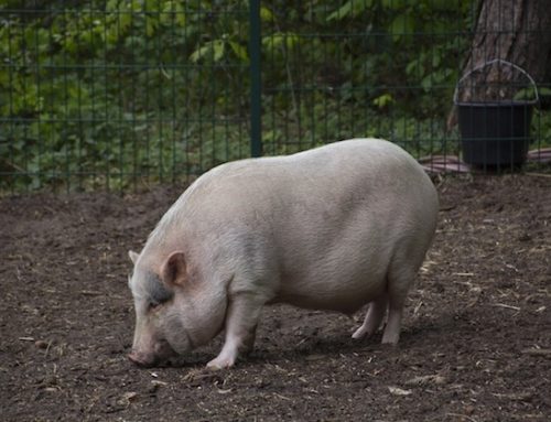 Prezzi carne estera: tregua pasquale sui suini, primi cali sui tagli belgi
