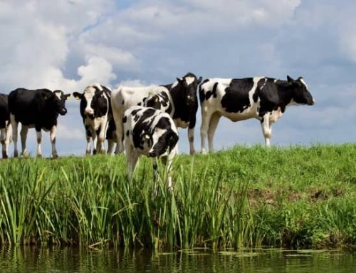 Il Parco del Ticino vuole rilanciare il formaggio giallo: “fa bene e tutela il territorio”