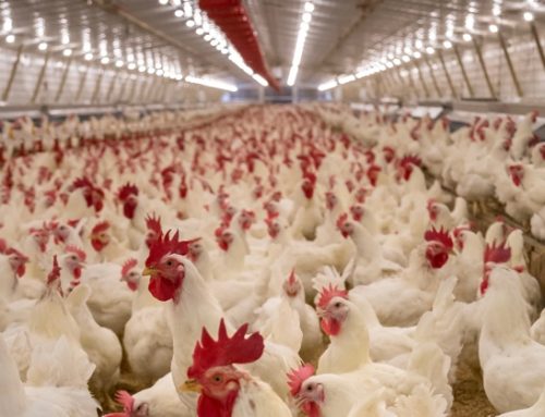 Aviaria, Hong Kong sospende le importazioni di carne e uova di pollame da alcuni territori Usa