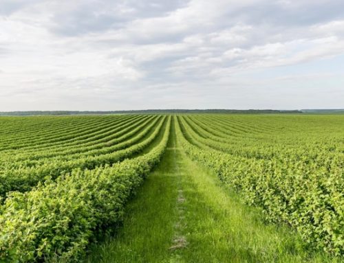 Bio-Fachforum: in Germania la crescita della superficie biologica è in frenata