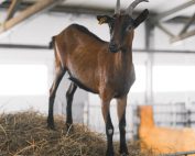 Peste dei piccoli ruminanti